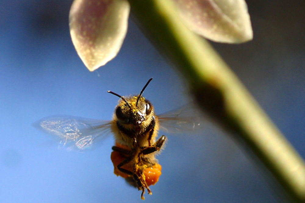 Pčelari zbog suše izgubili 9 miliona evra