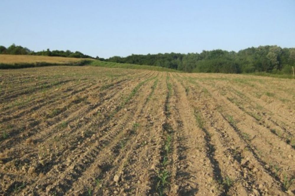 Matijević kupuje hektare po Rumuniji za po 5.000 evra