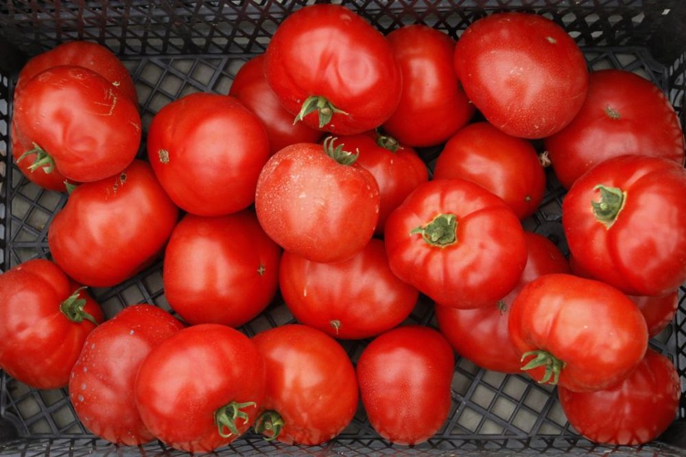 UVOZ: Srpsko DA makedonskom paradajzu