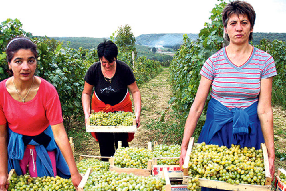 Vinari iz Topole prave 700.000 litara najboljeg vina