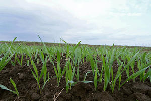 VOJVODINA: Pšenica obolela od rđe na petini polja
