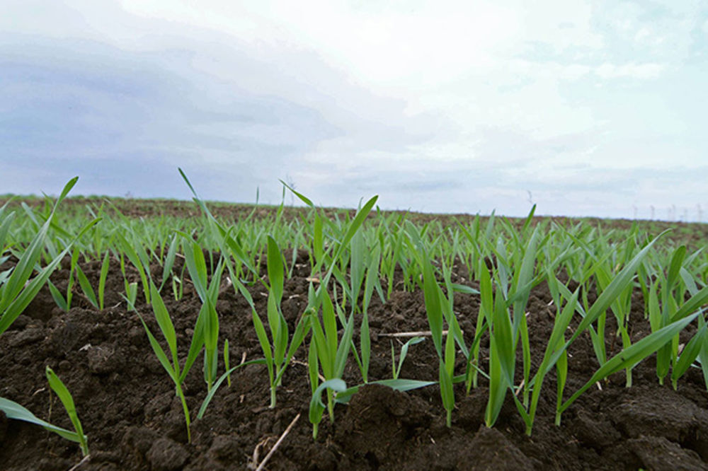 VOJVODINA: Pšenica obolela od rđe na petini polja