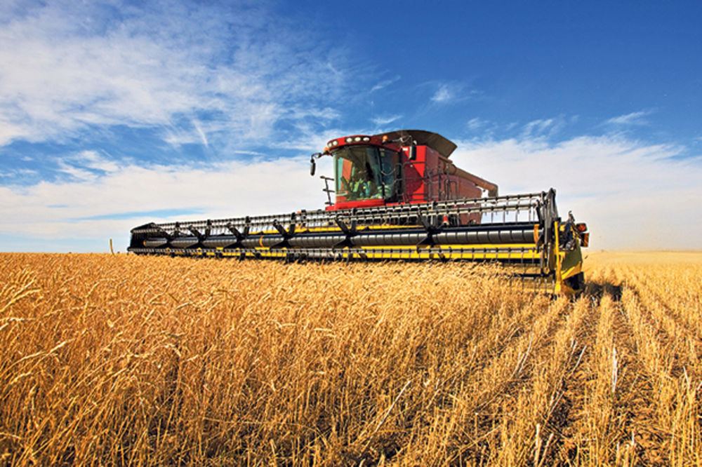 ZADOVOLJNI: Oboren rekord u izvozu pšenice
