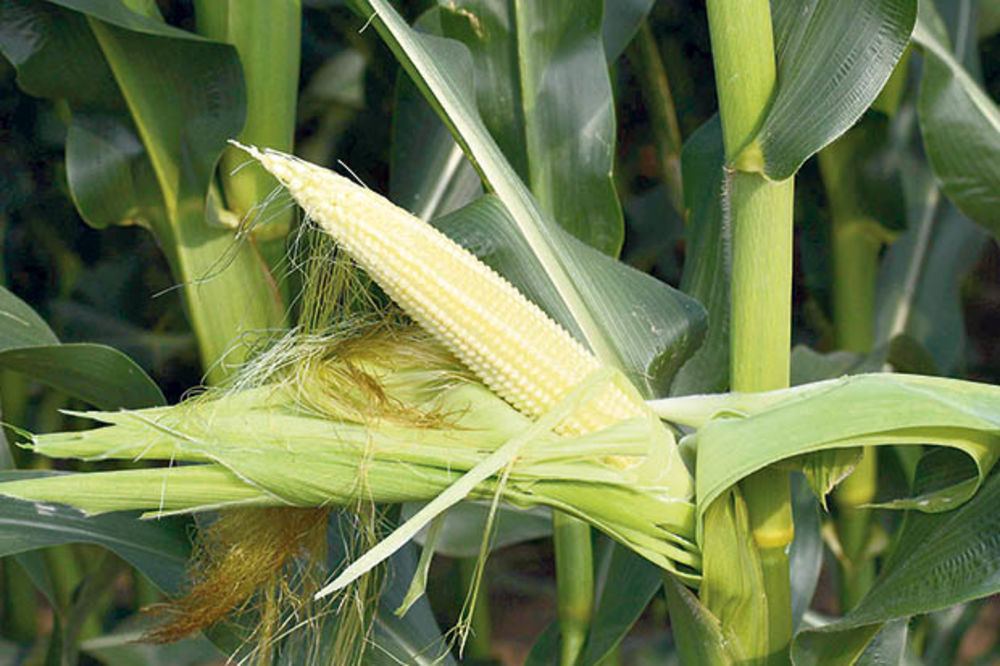 BIĆE PROJE: Vremenske prilike pogoduju kukuruzu