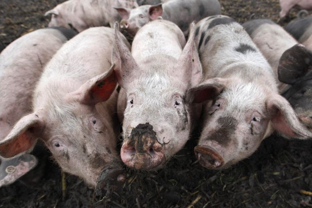 MINISTARKA POLJOPRIVREDE: Interventan otkup svinja počinje sledeće nedelje