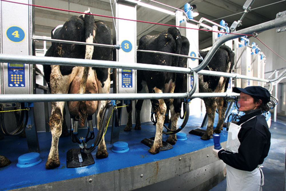 REVOLT MLEKARA: Menjajte mere ili će Srbija uvoziti mleko