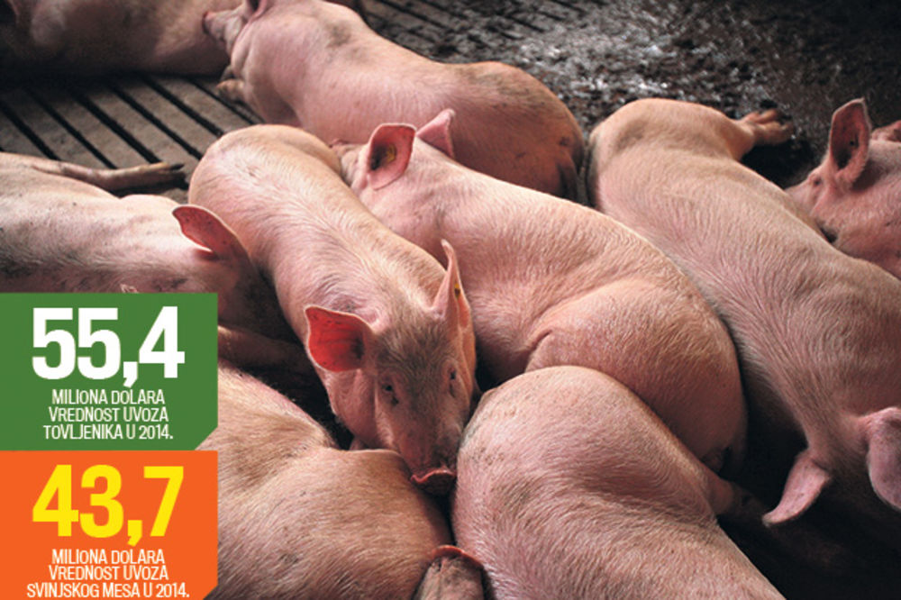 Država donosi hitne mere za spas svinjara