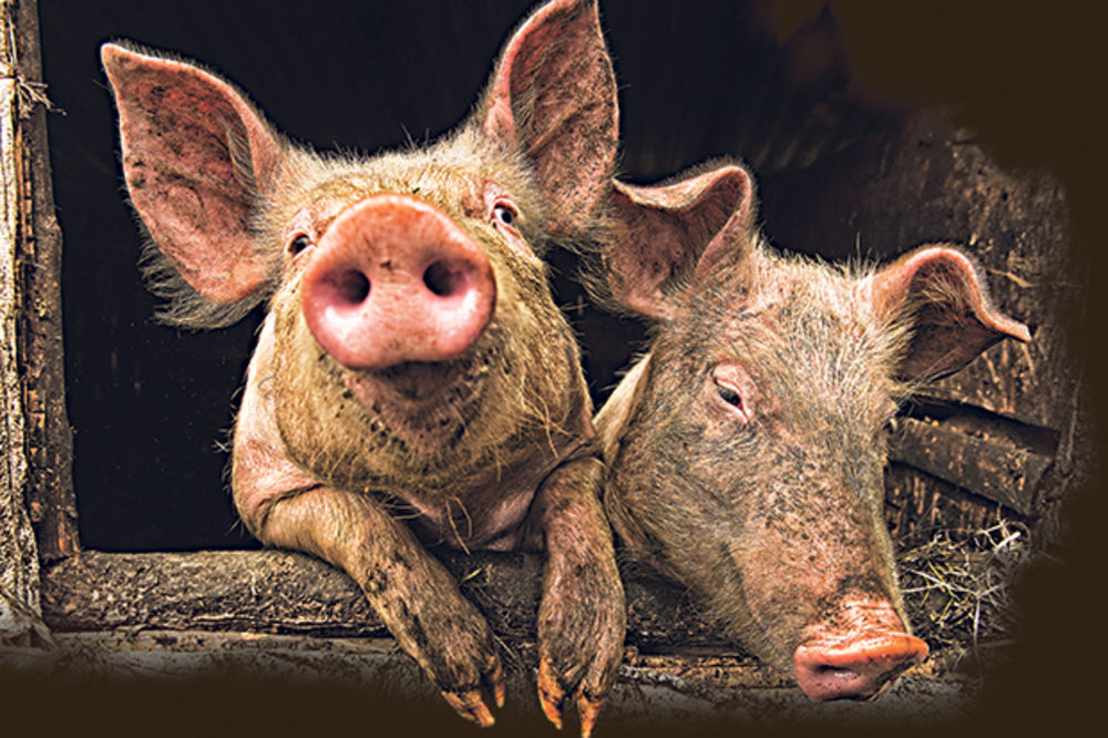 HIT BIZNIS: Čuvate svinje, a država ih hrani