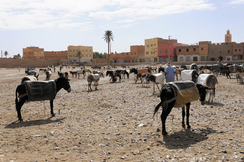 Afrika, Maroko, Magarci