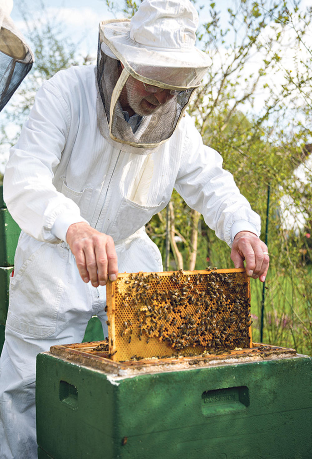 Miloš Radovanović, Kina, Srbija, pčelarstvo