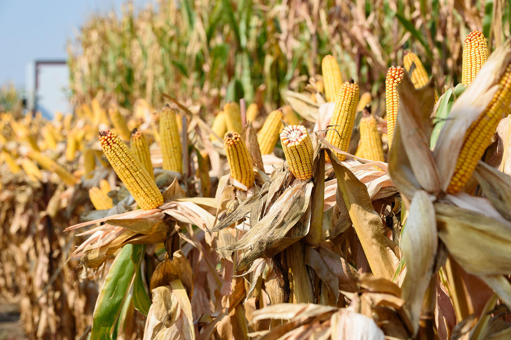 SRBIJA U TOP 10: Izvozimo pšenicu i kukuruz rame uz rame s najvećima