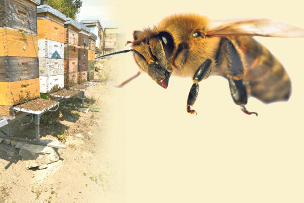 POSAO BUDUĆNOSTI: Za kilo pčelinjeg otrova 100.000 evra