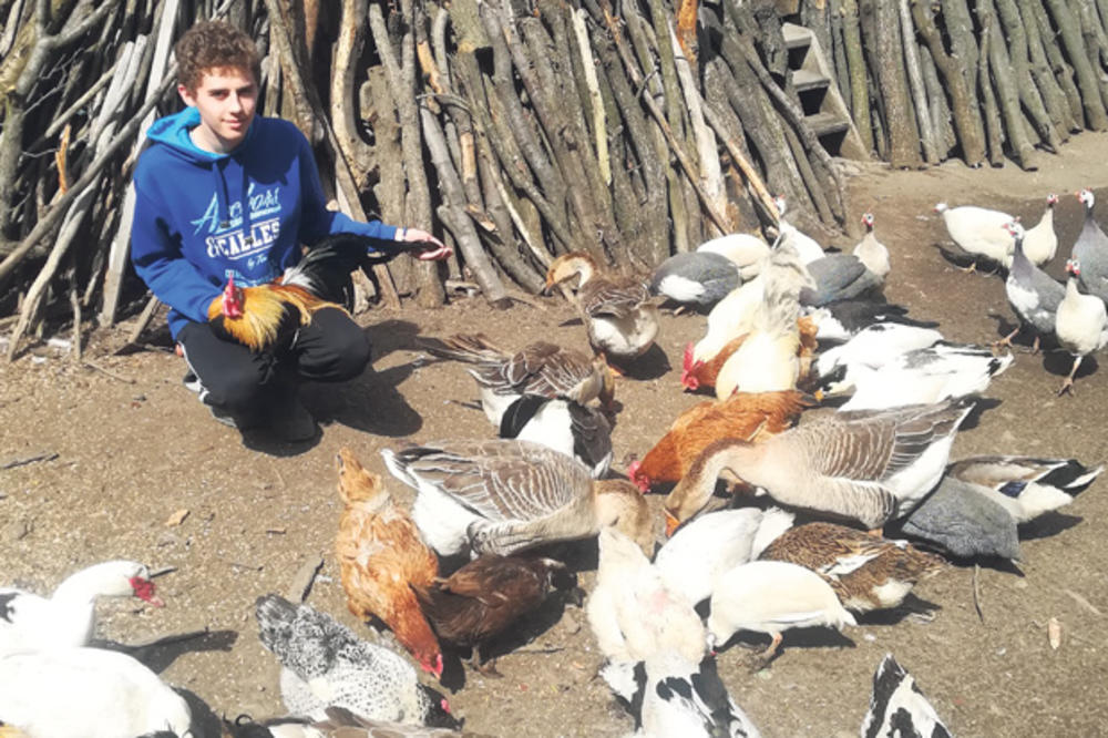 SREDNJOŠKOLAC ZEMLJORADNIK ZA PRIMER: Školarac Mateja Bogdanović (16) već gazda farme živine
