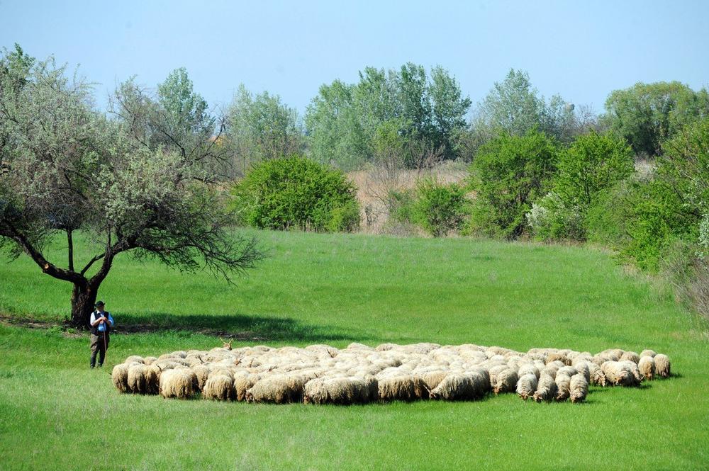 Ovce, Pastir