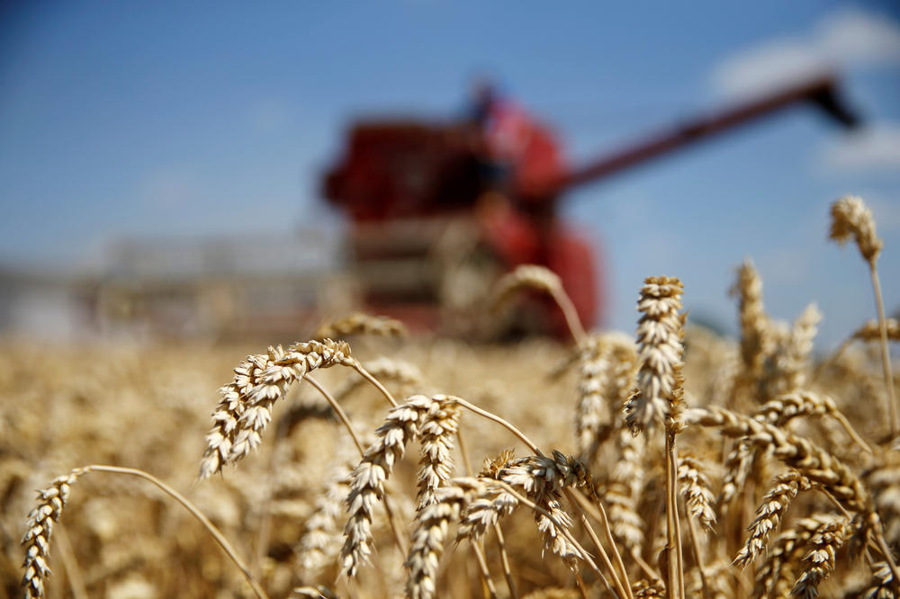 DOBAR ROD I KVALITET PŠENICE: Poljoprivrednici zadovoljni prinosom, a evo šta kažu za cenu