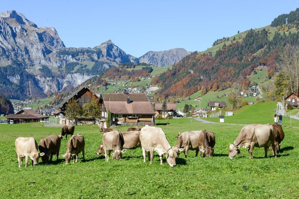 Švajcarska, krave