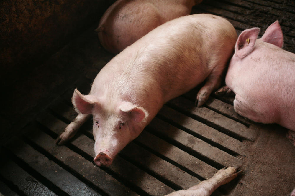PORASLA CENA ŽIVE VAGE: Svinjsko meso u prodavnicama uskoro skuplje za 20 odsto
