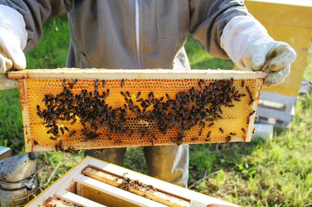DEDA STANIŠA JE NAJSTARIJI PČELAR U SRBIJI: Ima gotovo 90 godina, a radi kao mladić - za sezonu proizvede stotine kilograma meda!