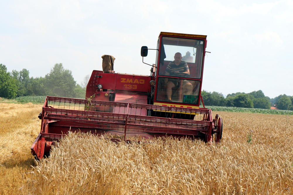 RATARI OČAJNI, A ŽETVA JOŠ NIJE NI POČELA: Evo od čega zavisi i kolika će ovog leta biti otkupna cena pšenice