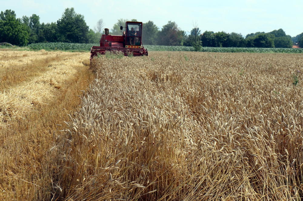 IMA NADE ZA NAŠE RATARE: Zbog OVOGA je pšenica NAGLO poskupela u svetu, a evo koliko će koštati u Srbiji