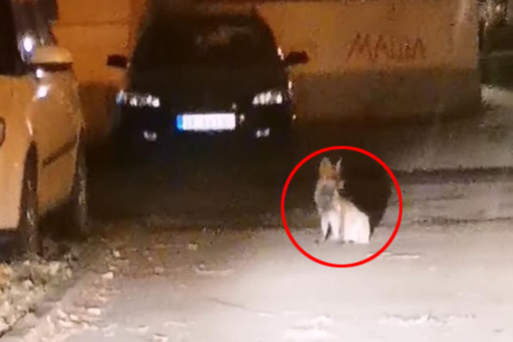 NEVEROVATAN PRIZOR U ZRENJANINU: Lisica bezbrižno trčkara ulicom, a razlog zbog kog je došla u grad više je nego tužan (VIDEO)