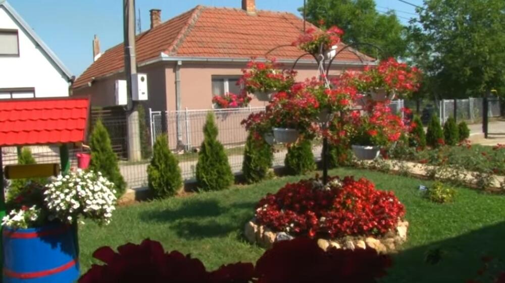 Jelica Aksentić, Cveće, Obrenovac, Vašarište