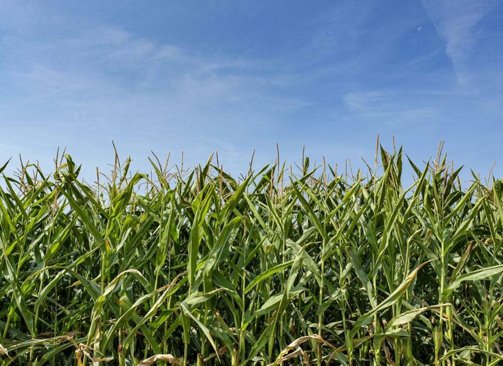 kukuruz, polje kukuruza