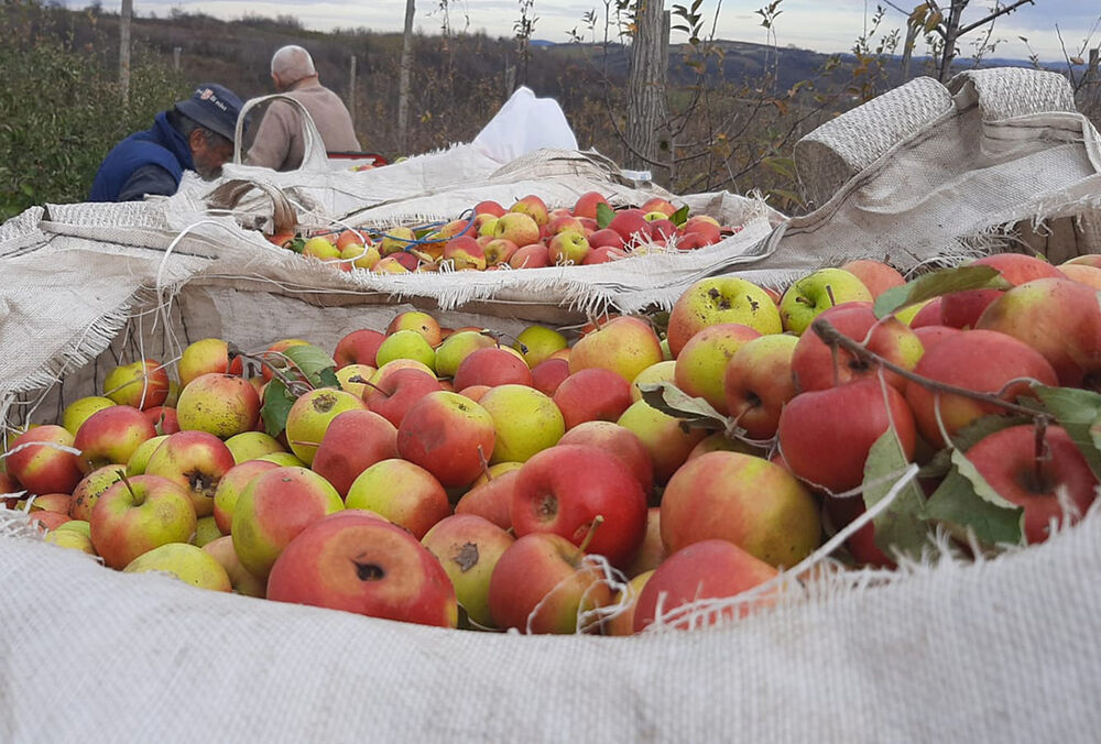 jabuke, selo Šume, voćari