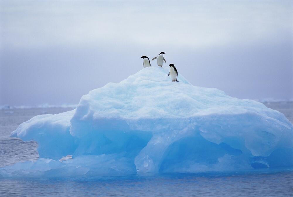 0040294741, pingvini, Antarktik, santa leda
