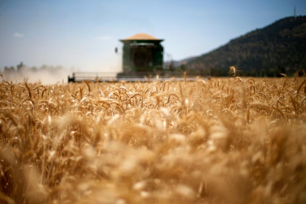 ZNAČAJNO VIŠE NEGO PROŠLE GODINE: U Srbiji u 2023. proizvedeno 3,4 miliona tona pšenice
