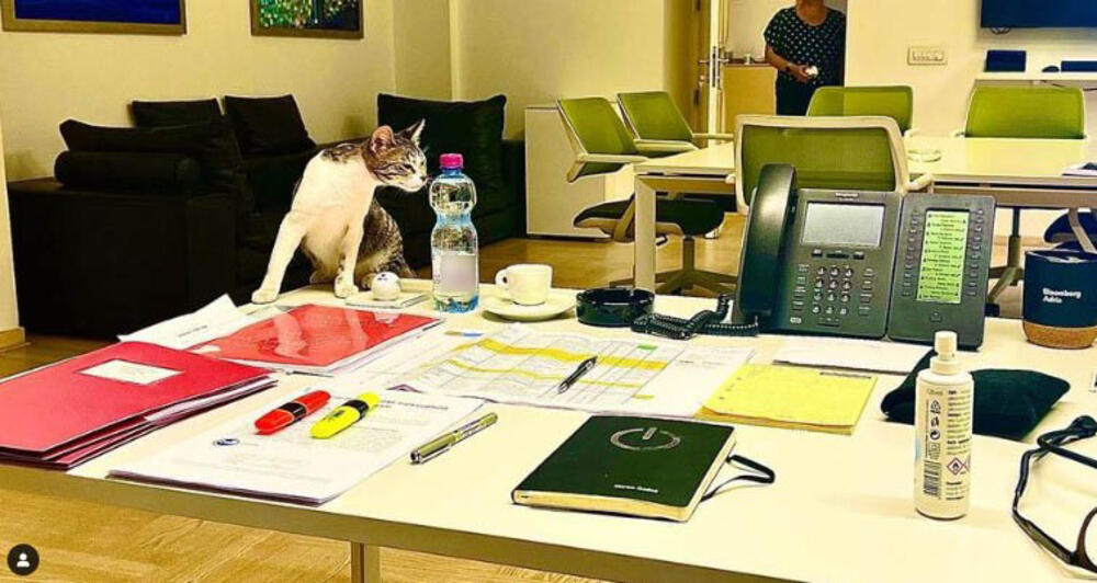 mačka, kancelarija, Privredna komora Srbije