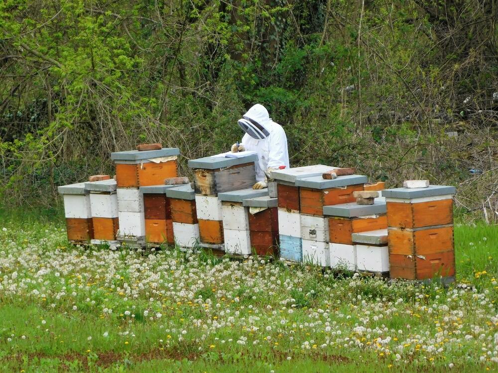 Loznica, poljoprivreda, pčelari