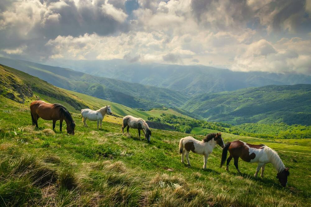 Dragulji sa juga Srbije: Pirotski turizam na krilatom konju