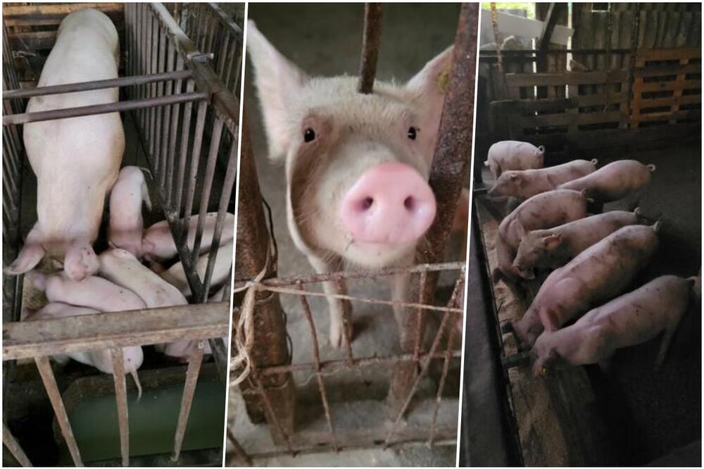 MINISTARKA POTVRDILA: Zaustavljeno širenje afričke kuge svinja u Srbiji