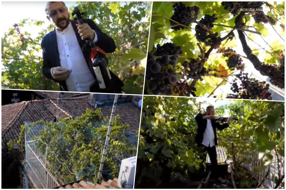 ITALIJAN NA TERASI GAJI VINOVU LOZU I IMA NAJMANJI VINOGRAD NA SVETU: Boca njegovog vina prodaje se za neverovatnih 5.000 €!