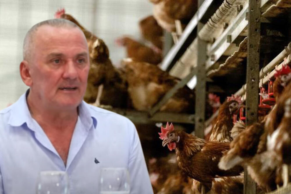 HRVATSKI KRALJ JAJA KIPTI OD BESA! Biznismen mora da ubije još 52.000 kokošaka na svojoj farmi: Tačno znam ko mi NAMEŠTA (VIDEO)