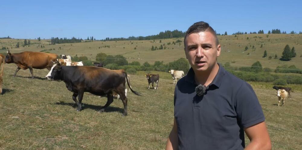 Boris Tanasić, farmer, krava, stočar, krave