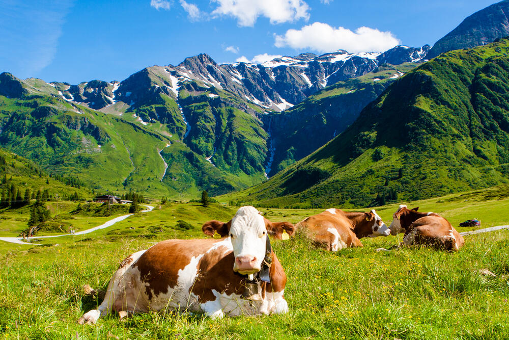 Švajcarska, Alpi, krava, krave