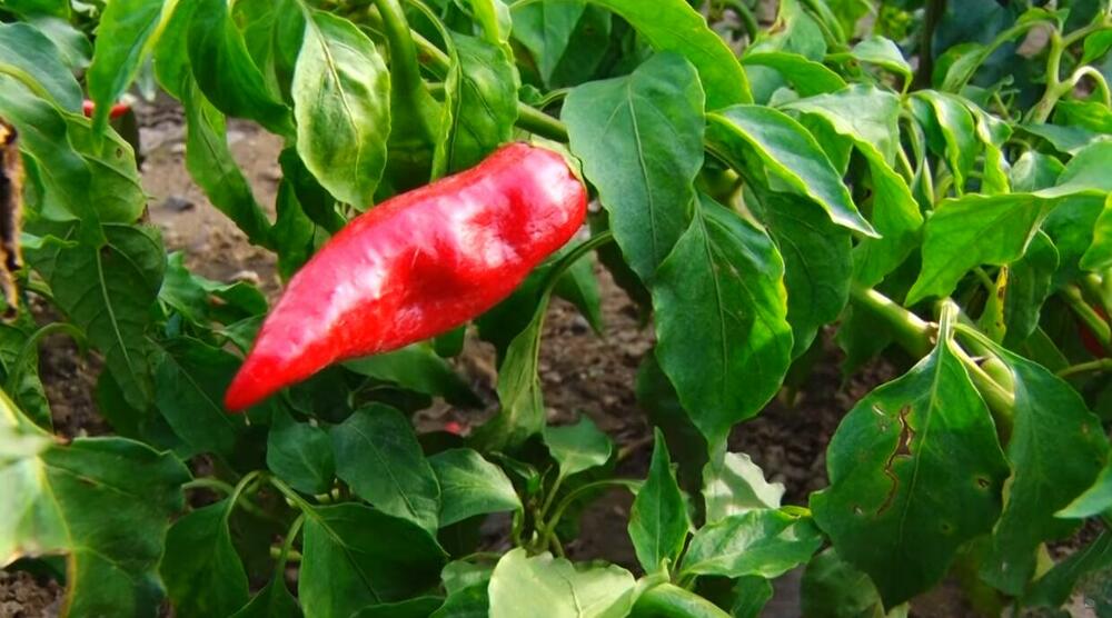 paprika, paprike, Donja Lokošnica