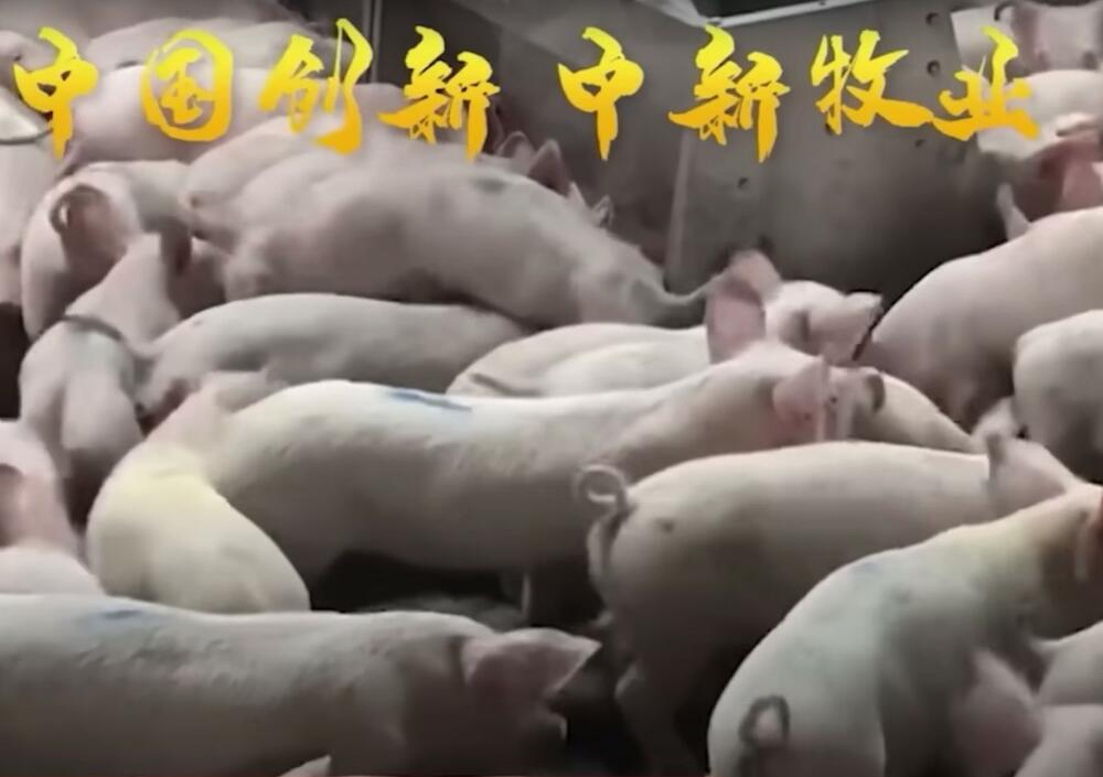 farma svinja, svinje