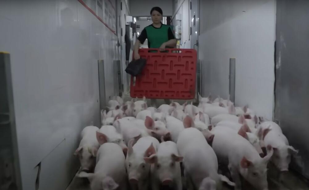 farma svinja, svinje