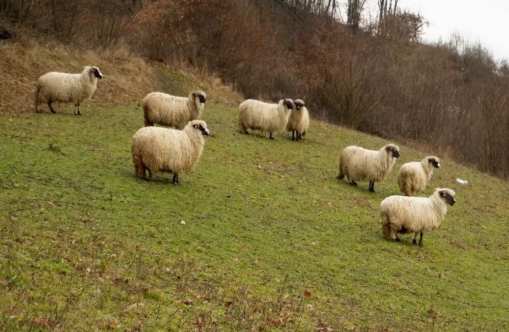 ovce, pasir, ovčar, Ahmed Žubaj
