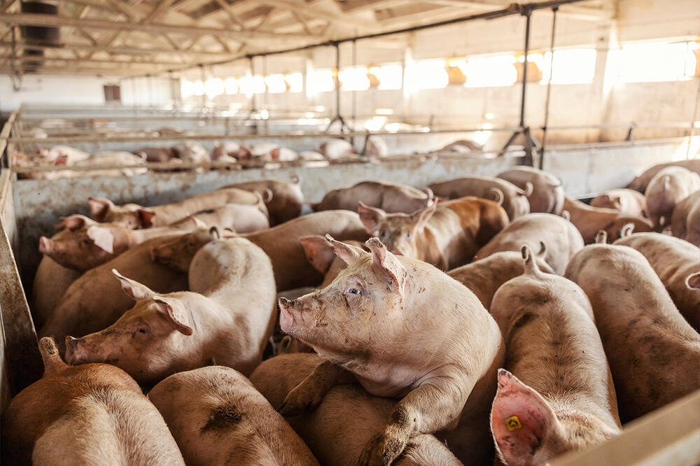 NA STOČNIM PIJACAMA POJEFTINILA JUNAD I KRAVE: Cena svinja skočila, u klanicama zabeležena nešto drugačija situacija
