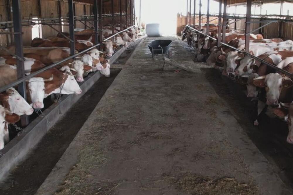 RADI SE OD JUTRA DO MRAKA: Strizovići iz Brđana su domaćini za primer, imaju 22 krave i bave se proizvodnjom mleka