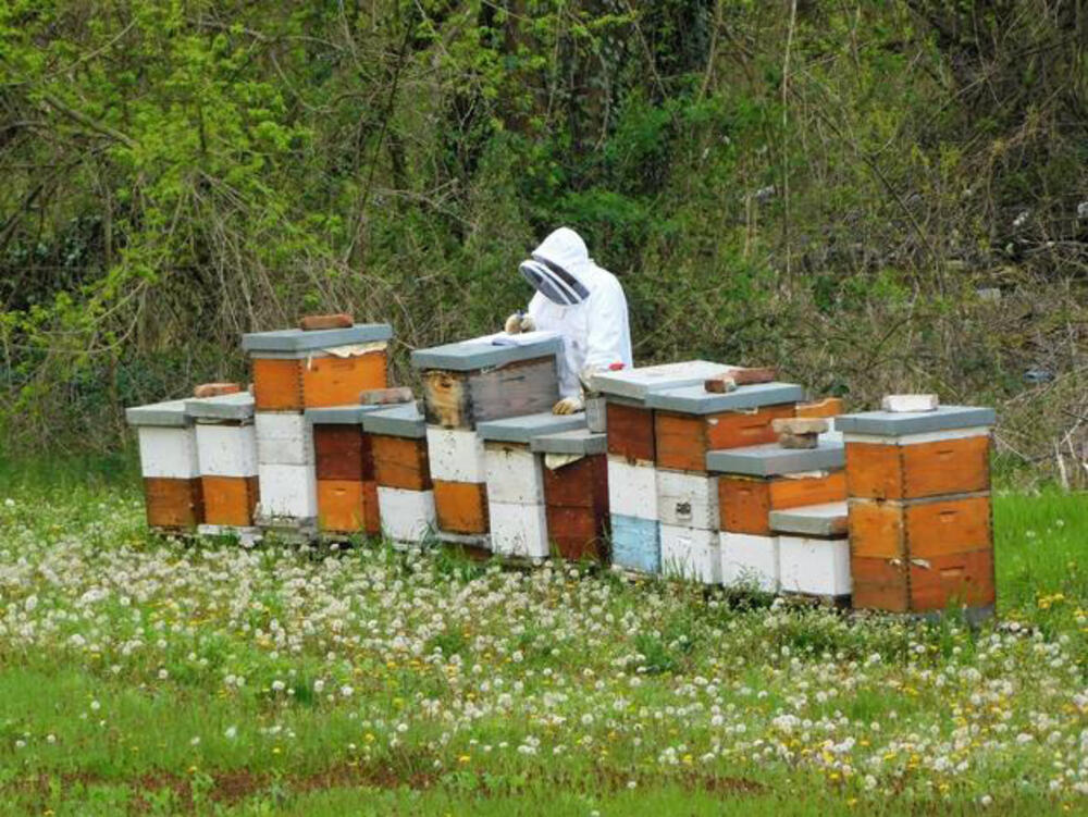 Loznica, pčelarstvo