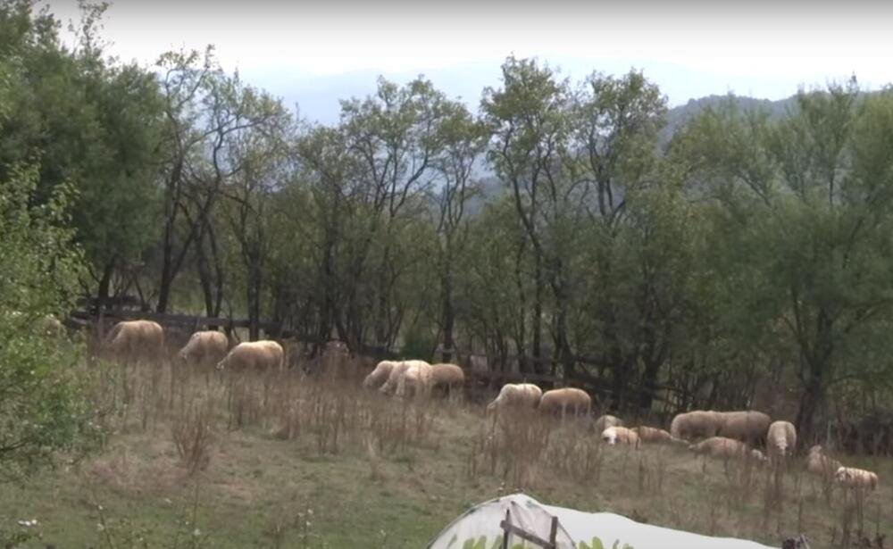 Novi Pazar, Kovačevo, ovce, selo, Milan Marković