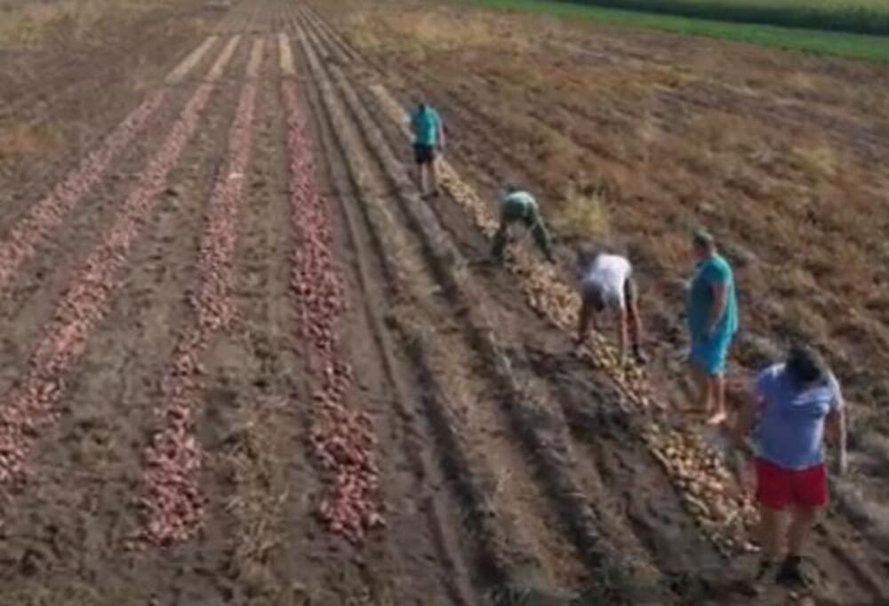 gajenje krompira, Zoran Broćić, krompir