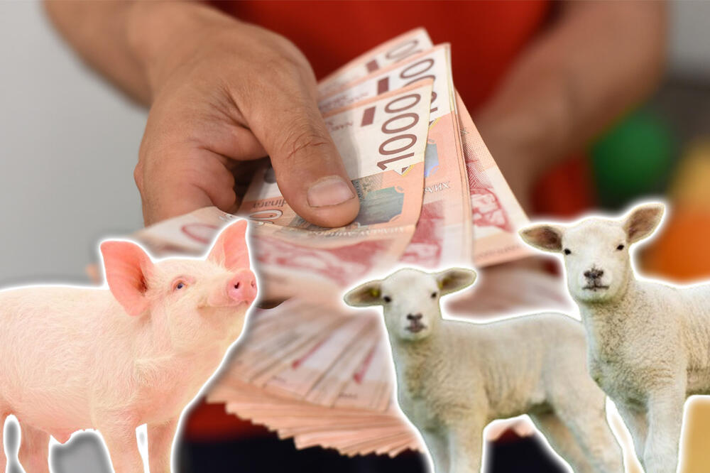 CENA PRASIĆA POČELA DA PADA: Kilogram žive vage sada košta 350 dinara, evo kakva je situacija sa jagnjićima