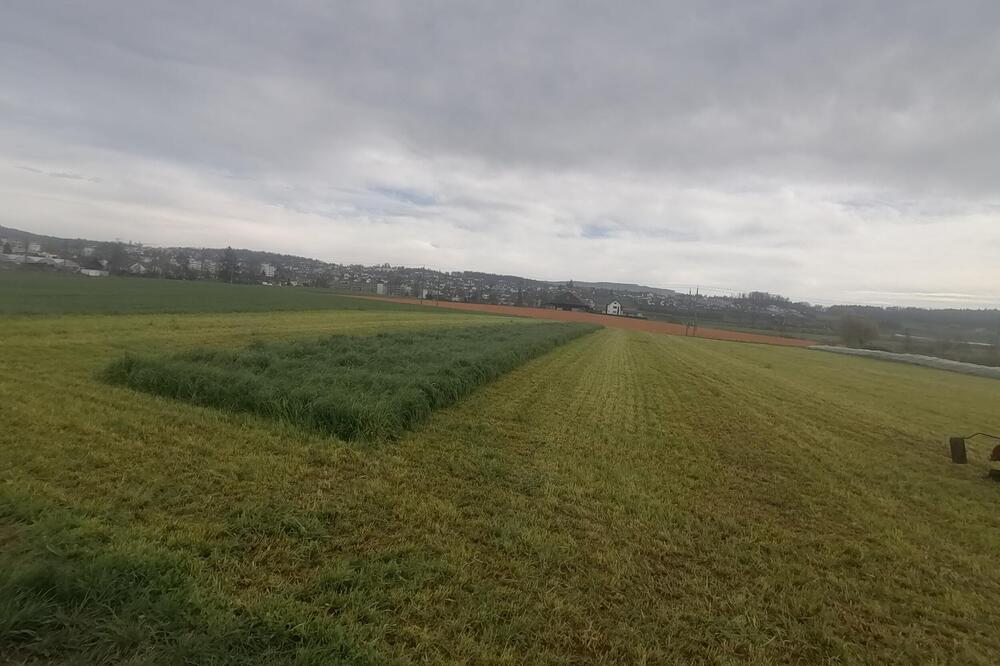 KAKO IZGLEDAJU FARME U ŠVAJCARSKOJ: Simentalska rasa i Holštajn najzastupljenije, jedna daje 20 do 25 litara mleka po grlu (FOTO)