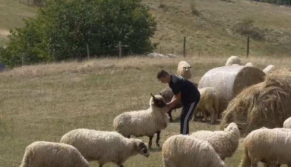 Marijan Jonjić, moj biznis, ovčje đubrivo